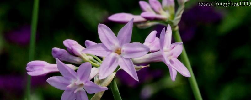 紫嬌花的養殖方法和注意事項