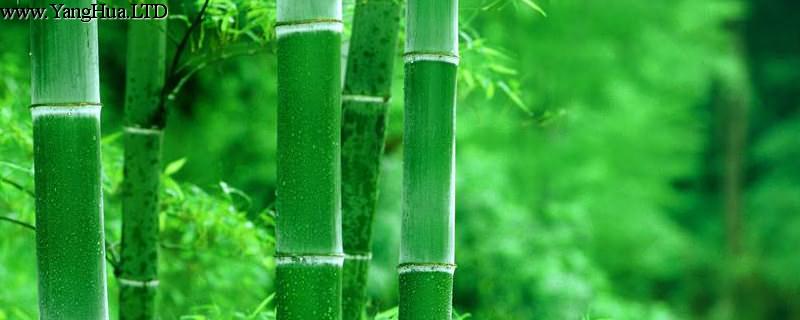 家裡怎麼養盆栽竹子