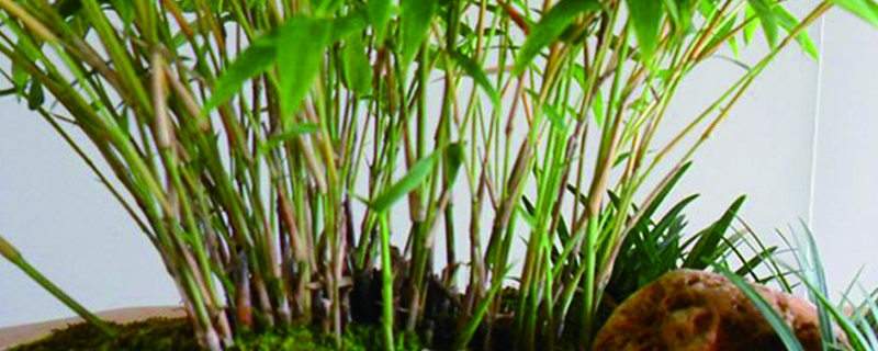米竹黃葉怎麼處理