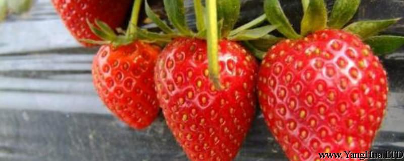 草莓幾月份種
