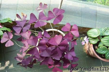 紫葉搾漿草