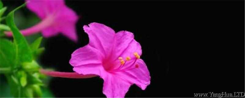 紫茉莉的養殖方法和注意事項