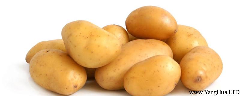 種土豆個大的秘訣