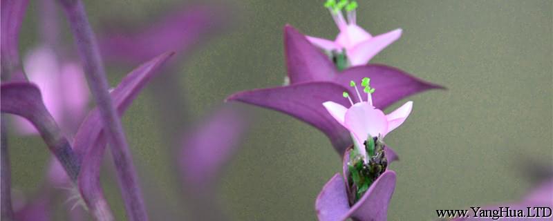 盆栽紫錦草（紫 竹梅）怎麼養