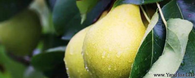 梨樹的高效種植技術及注意事項