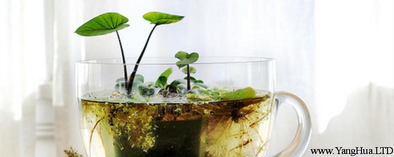 水生植物怎麼養