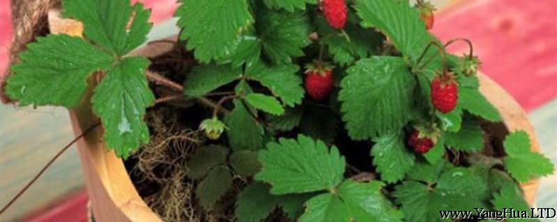 盆栽草莓怎麼養