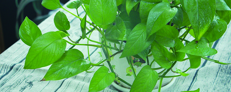 綠蘿盆栽養護方法