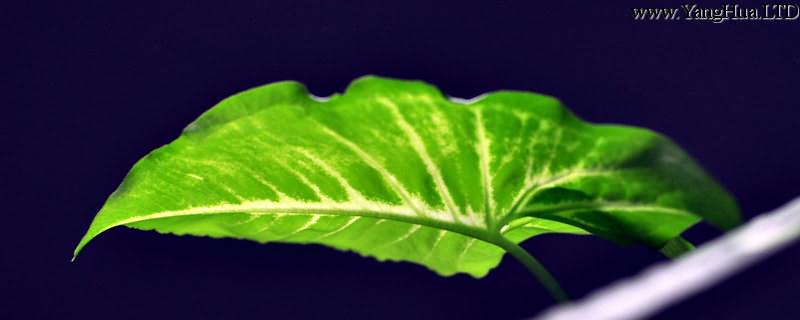單葉片綠蘿繁殖方法