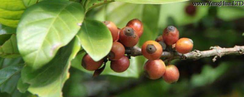 咖啡樹種植和注意事項