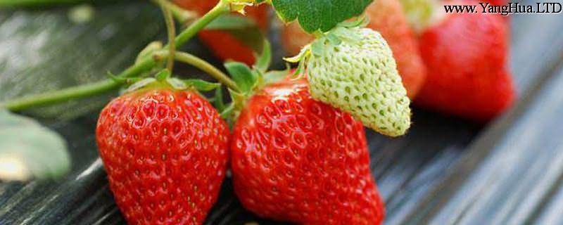 盆栽草莓的種植方法