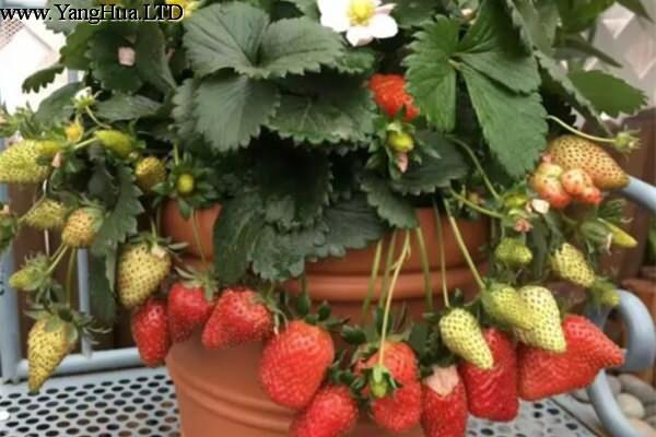 草莓表面刮點皮，扔土裡蹭蹭冒芽，結出100個果子！