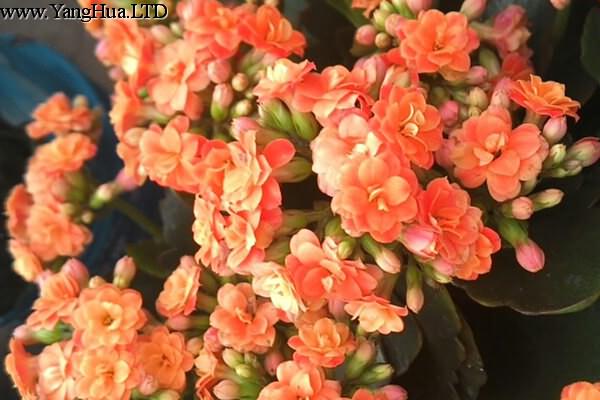 這6種花真耐旱，半個月不澆水，竟然也能狂開花！