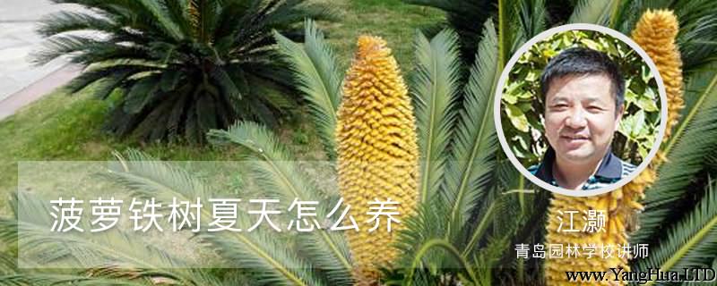 菠蘿鐵樹夏天怎麼養