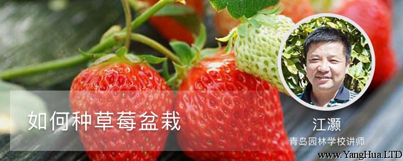 如何種草莓盆栽