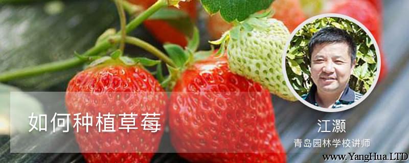 如何種植草莓