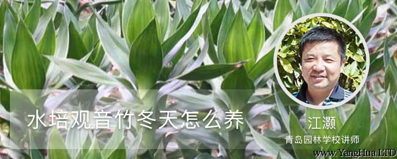 水培觀音竹冬天怎麼養