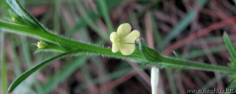 獨腳金的種植方法、栽培技術