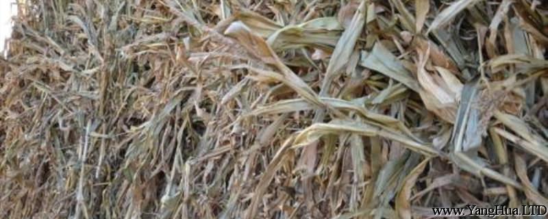 玉米秸稈發酵有機肥（方法和好處）