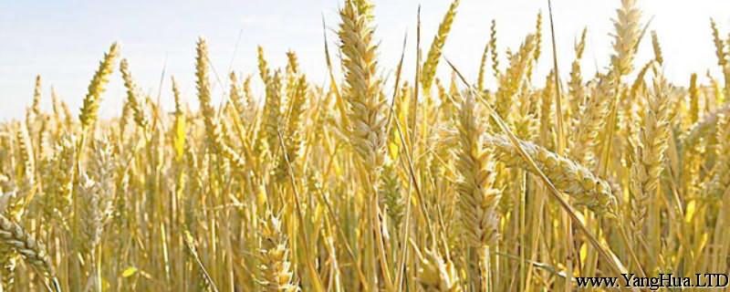 小麥是什麼植物，原來生長在哪裡