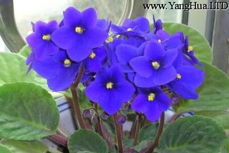 水養紫羅蘭