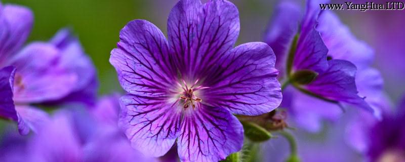 紫羅蘭鮮花怎麼水養