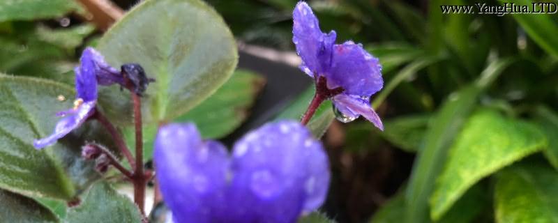 紫羅蘭種植時間和方法