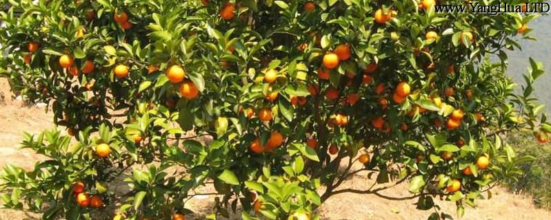 橘子籽怎麼種