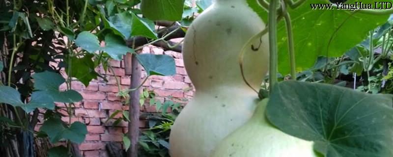 干葫蘆籽的種植方法