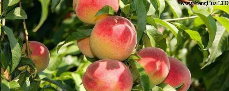 桃子怎麼種