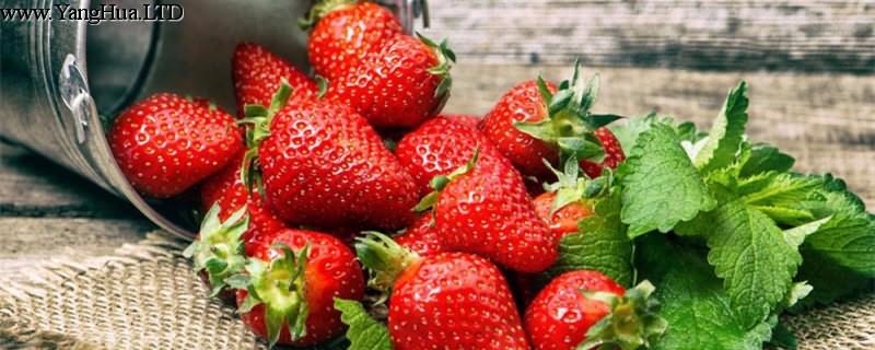 水培草莓的種植方法
