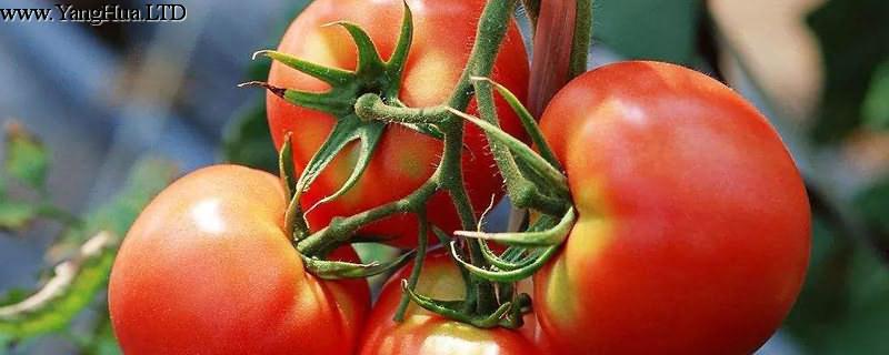 番茄幾月份播種