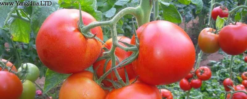 小番茄種植時間和方法