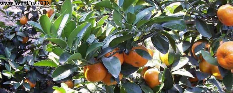 柑橘嫁接技術幾種方法
