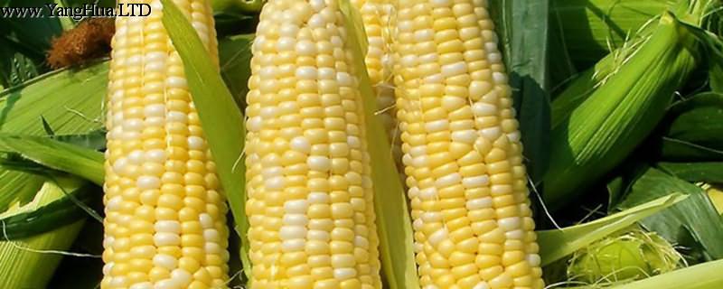 玉米怎麼播種種子