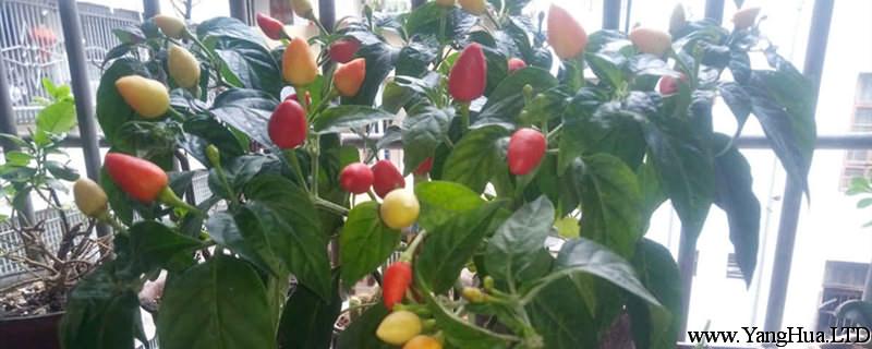 五彩辣椒怎麼種植