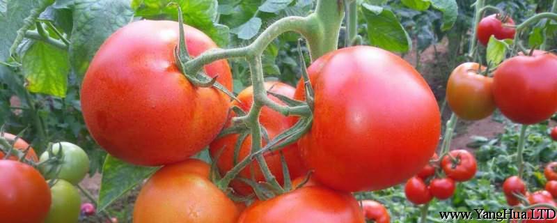 番茄育苗時間