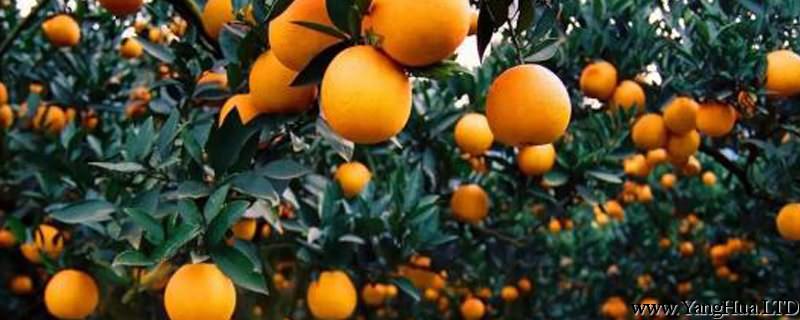 橘子怎麼種植方法