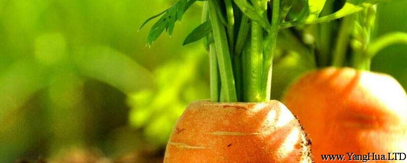 胡蘿蔔的養殖方法