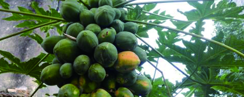 青木瓜籽怎麼種