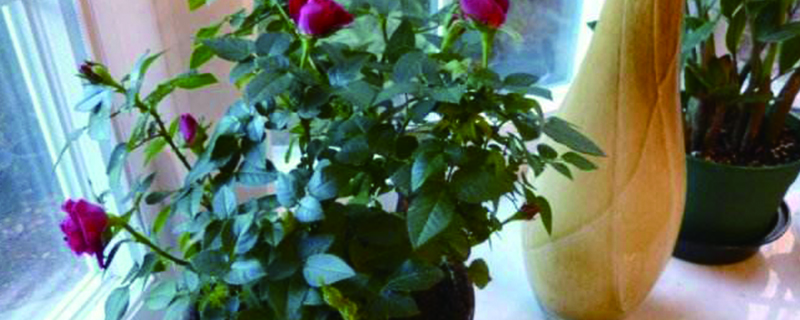 盆栽小玫瑰花怎麼養殖