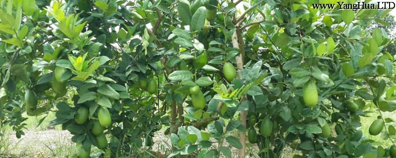 香水檸檬盆栽種植方法