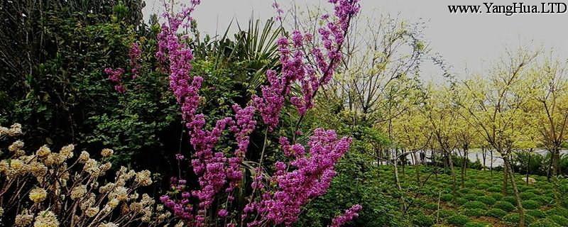 紫荊樹幾月扦插