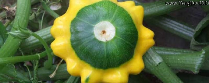 飛碟瓜的養殖方法