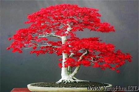 紅楓樹