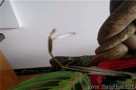 葉蟬竹芋