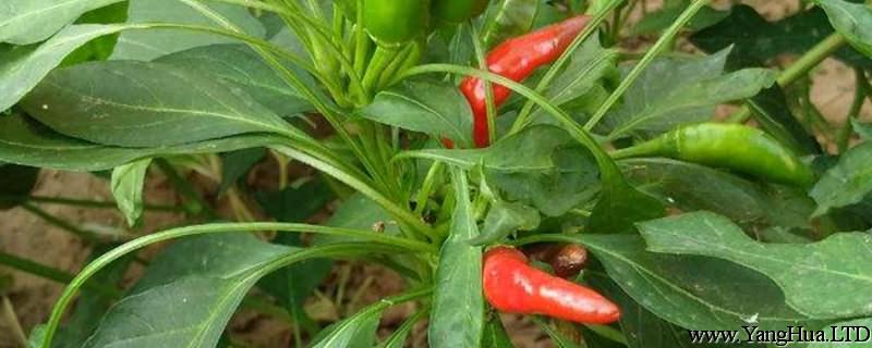種辣椒的方法和技術