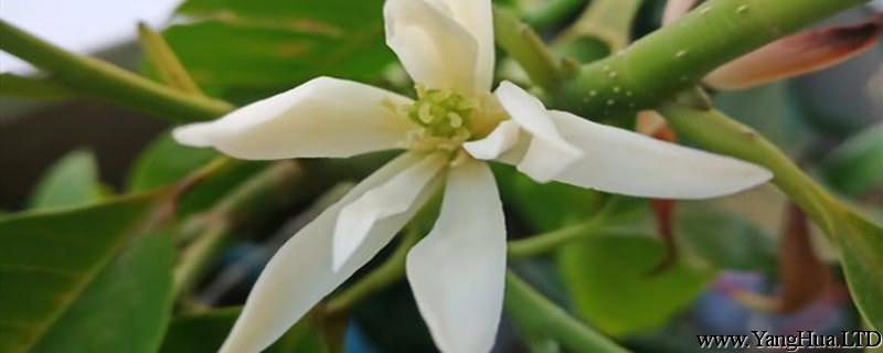 新種的白蘭花怎麼養