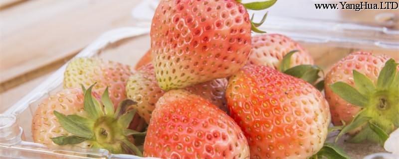 怎麼種草莓，草莓種植技術