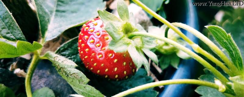大棚草莓種植技術與管理方法
